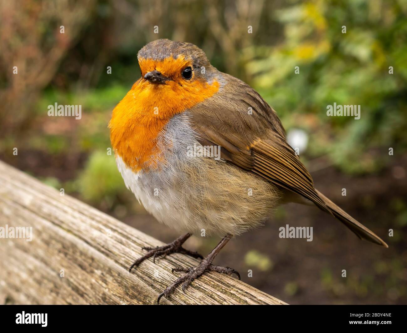 Der europäische Rotkehlchen, Erithacus rubecula, wurde an einem kalten Tag auf einer hölzernen Gartenbank aufgewirkt Stockfoto