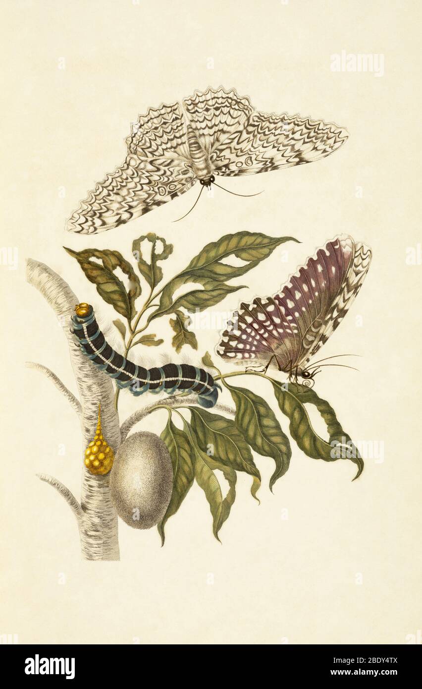 Agrippa Moth Metamorphose, Gummipflanze Stockfoto