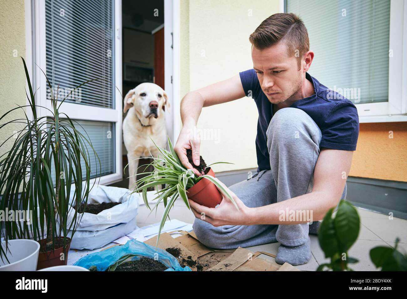 Hausarbeit im Frühjahr. Junger Mann beim Umpflanzen von Pflanzen in einen neuen Topf. Stockfoto