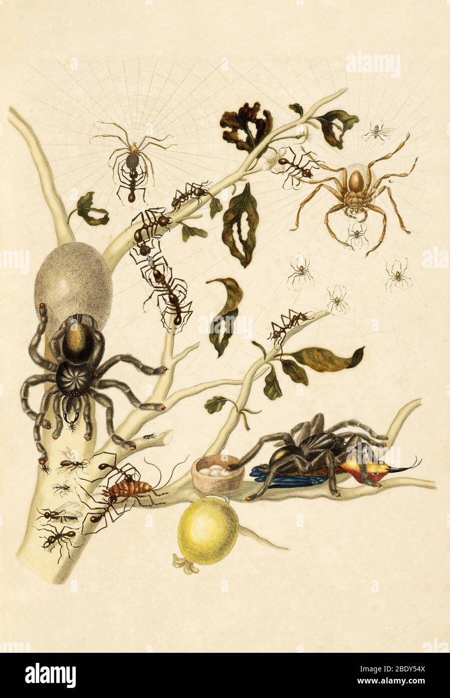 Ameisen, Spinnen, Tarantula und Kolibri Stockfoto
