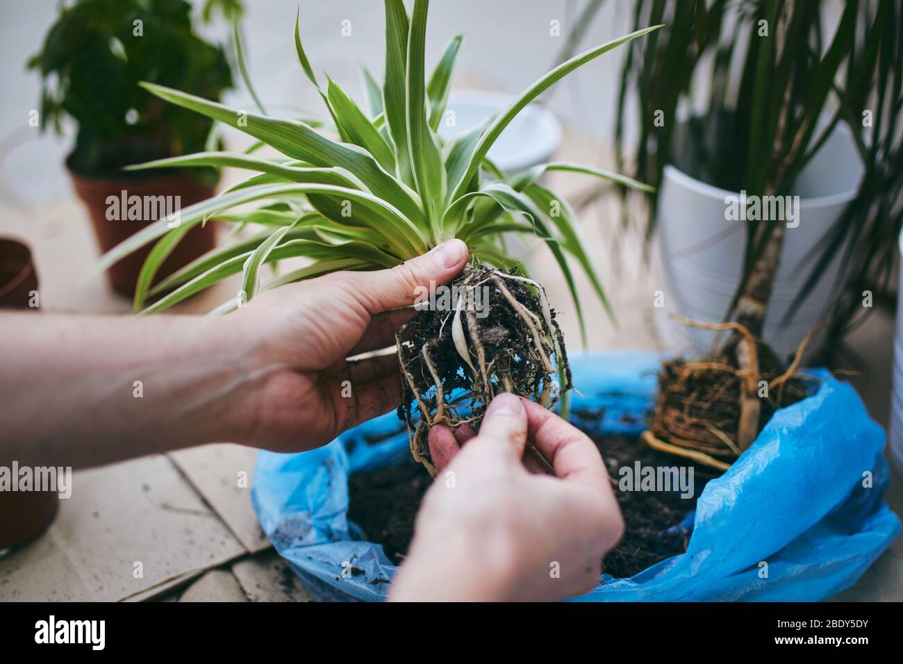 Hausarbeit im Frühjahr. Hände des Menschen während der Umpflanzung Pflanze in neuen Topf. Stockfoto