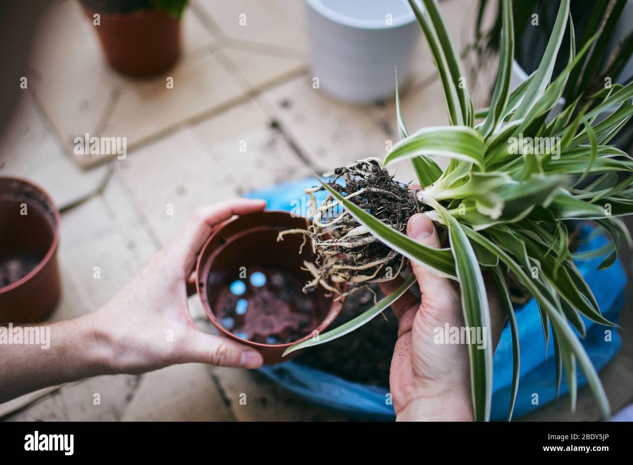 Hausarbeit im Frühjahr. Hände des Menschen während der Umpflanzung Pflanze in neuen Topf. Stockfoto