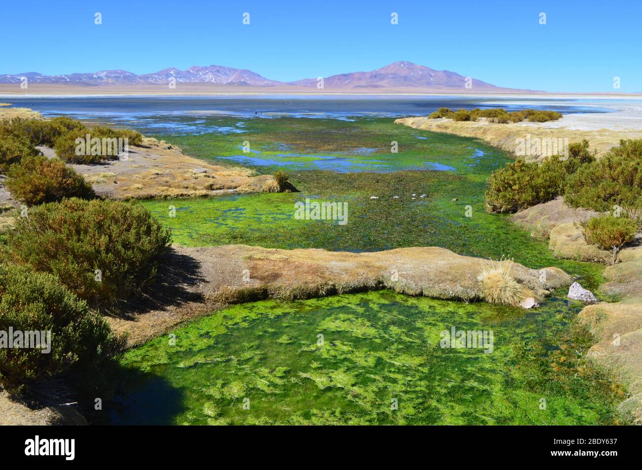 Salar de Tara im Los Flamencos National Reserve. Die Anden, Chile Stockfoto