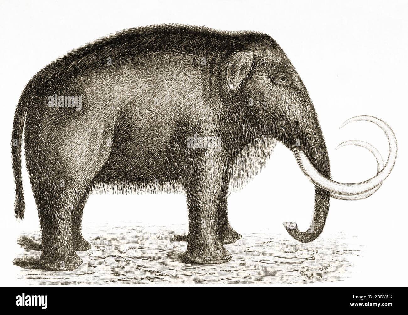 Wollige Mammut Stockfoto