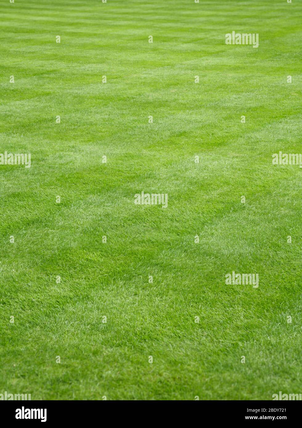Garten im Hinterhof mit schönen frisch geschnittenen grünen Gras, Darstellung Rasenpflege und Landschaftsbau Stockfoto