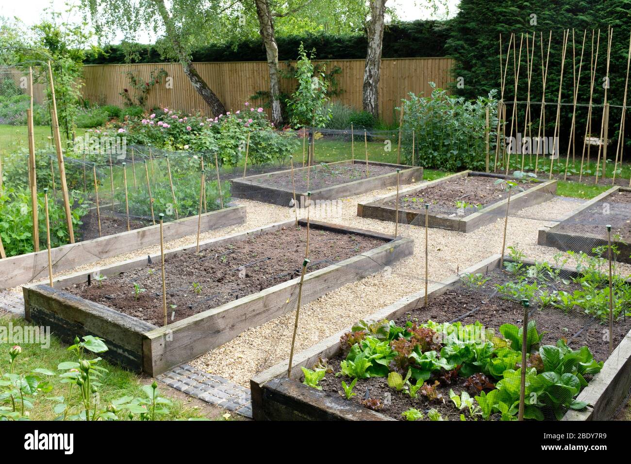 Gemüsegarten, Gemüsegarten in einem Hinterhof in England, Großbritannien Stockfoto