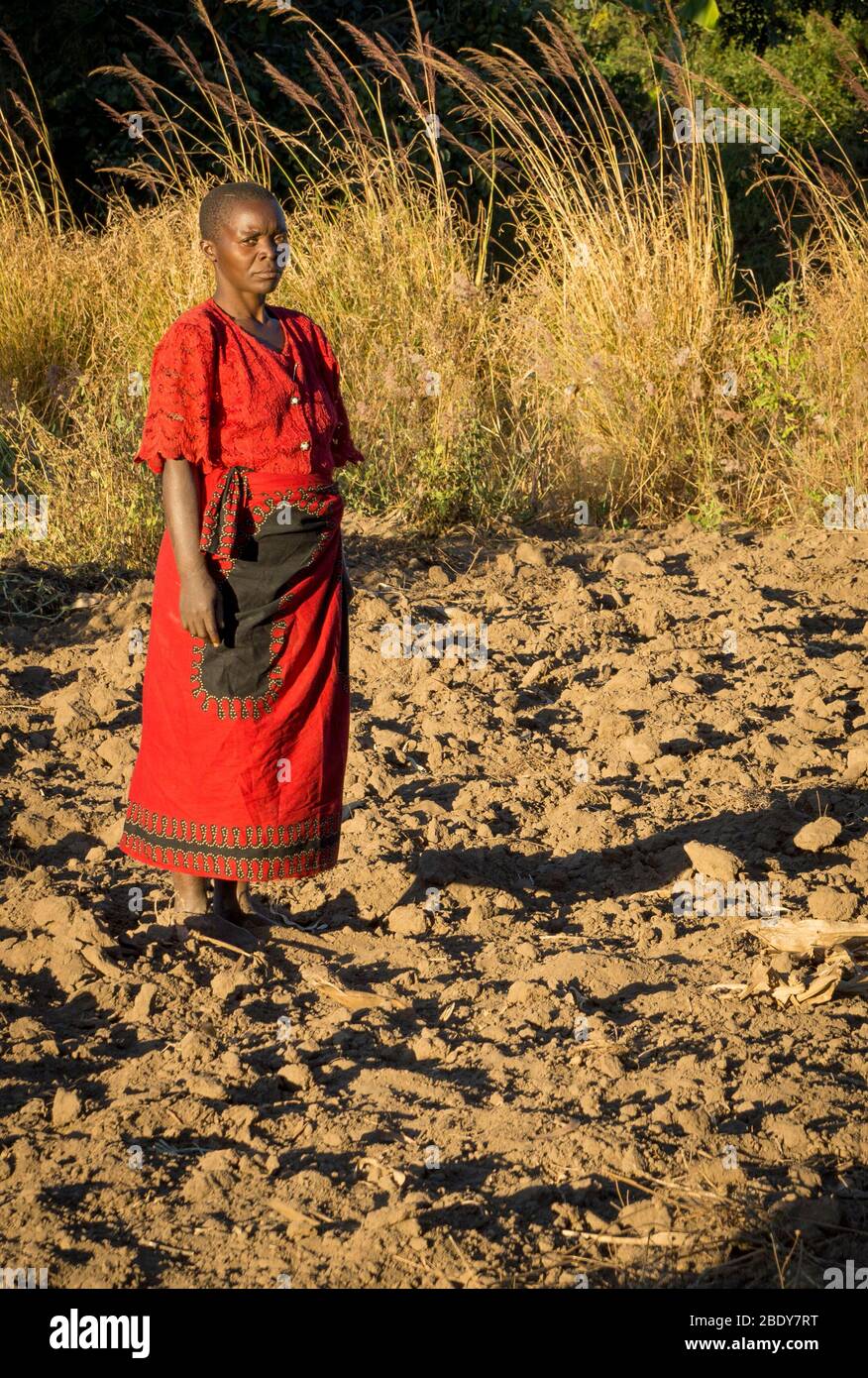 Subsistenzbäuerin im Norden Malawis, die in ihrem landwirtschaftlichen Schutzfeld steht Stockfoto
