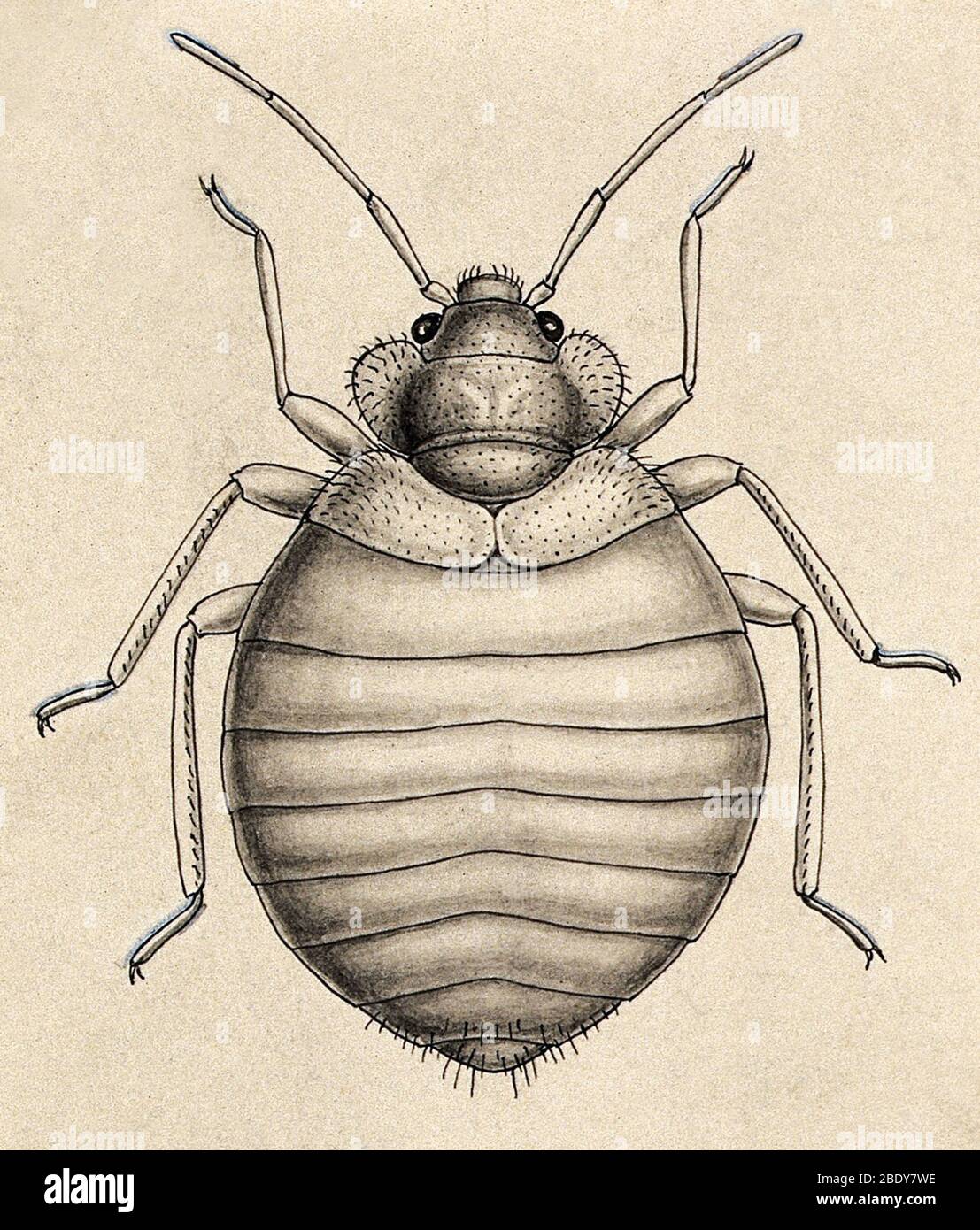 Gewöhnlicher Bettwanzen, Cimex lectularius Stockfoto