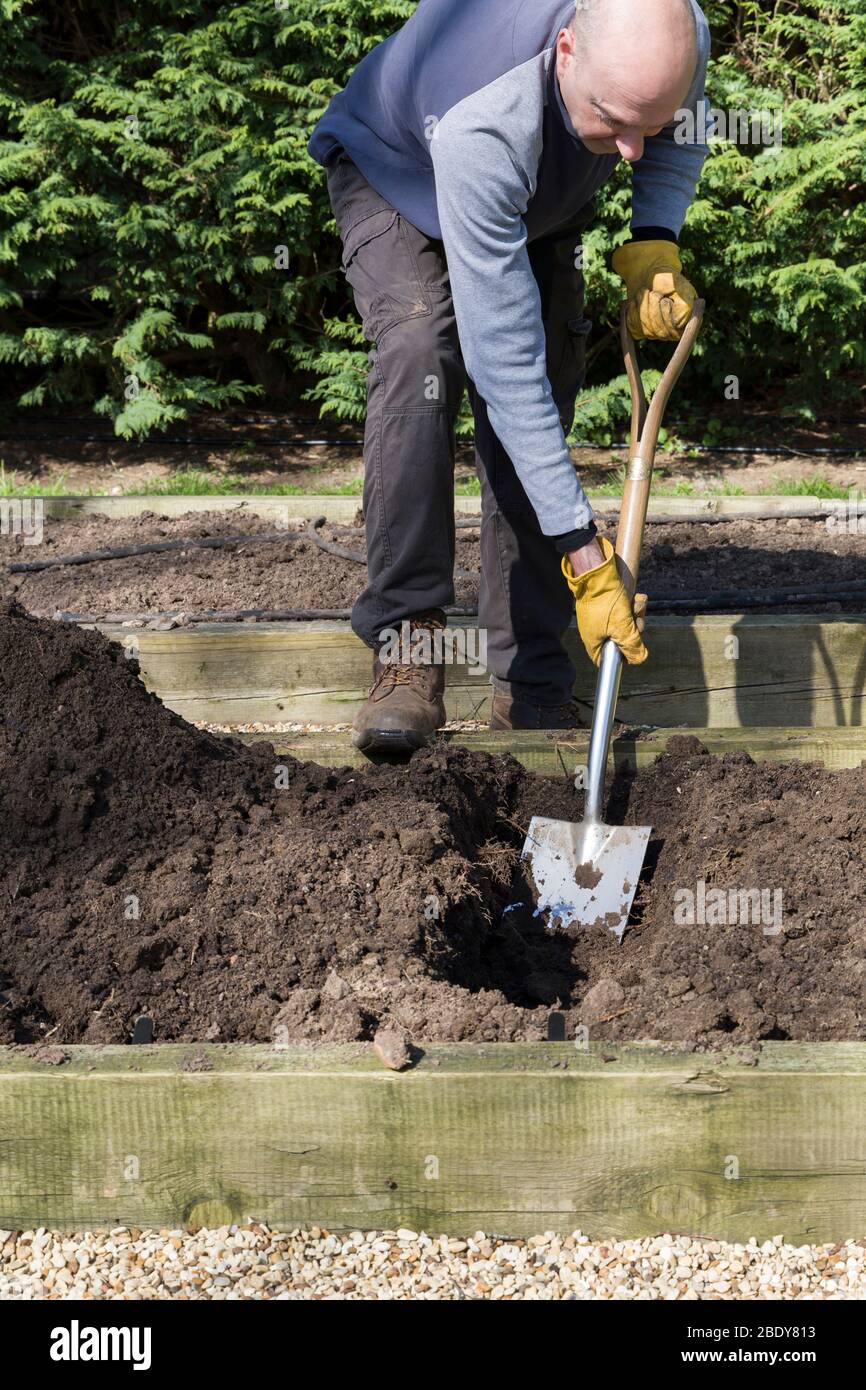 Mann im Garten, Gärtner Graben in einem erhöhten Gemüsebett in einem Garten, Großbritannien Stockfoto