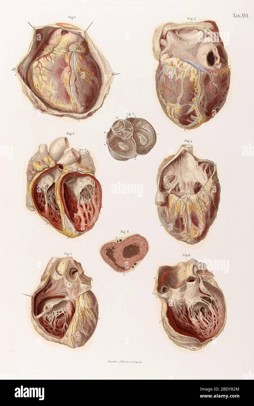 Herz, Hohlräume und Ventile, Abbildung, 1878 Stockfoto