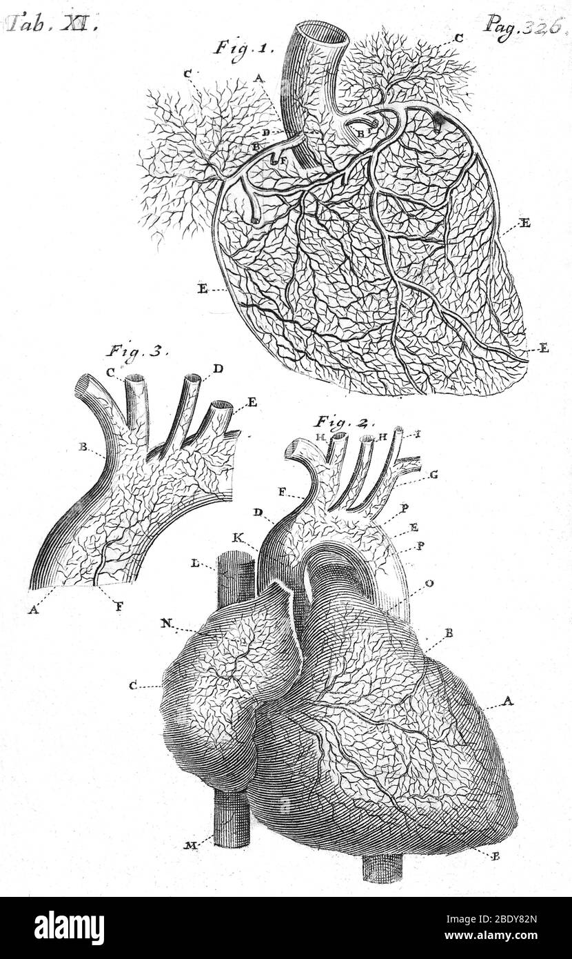Herzanatomie, Illustration, 1703 Stockfoto