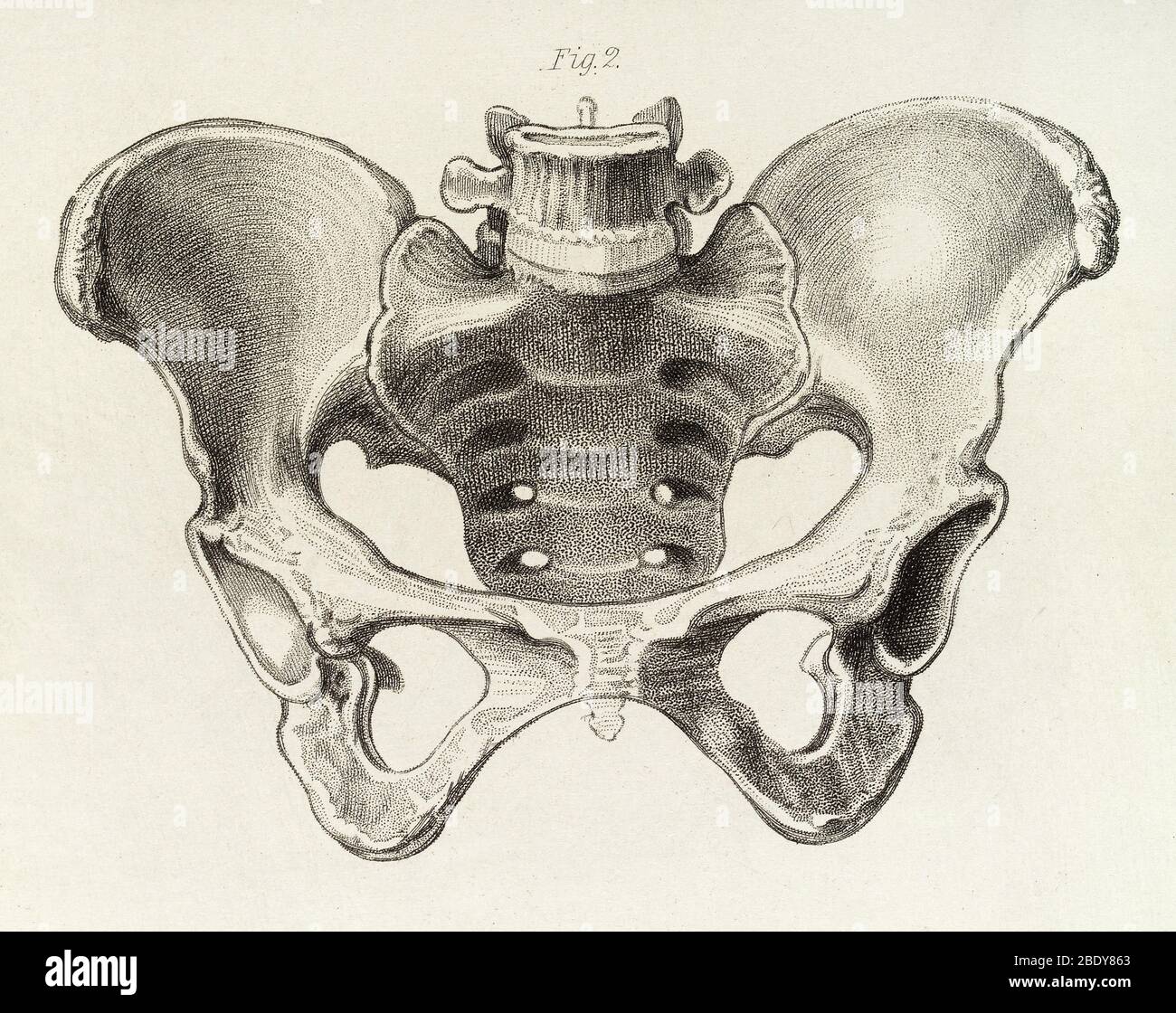 Weibliches Becken, Illustration, ca. 1856 Stockfoto