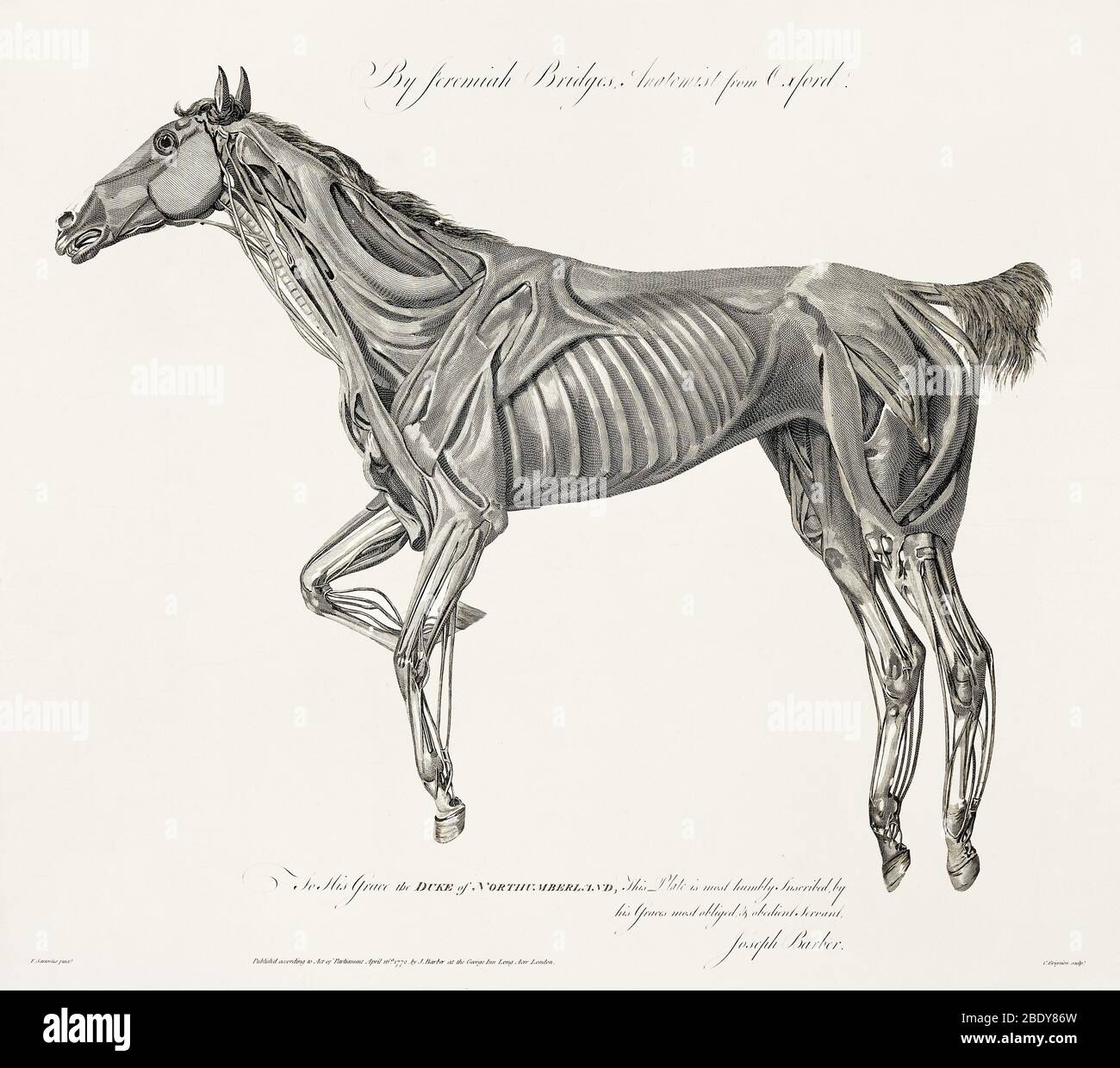 Pferdes anatomie -Fotos und -Bildmaterial in hoher Auflösung – Alamy