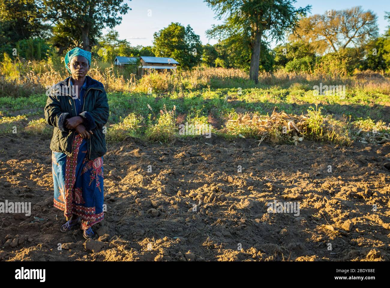 Subsistenzbäuerin im Norden Malawis, die abends auf ihrem konservatorischen Agrarfeld steht Stockfoto