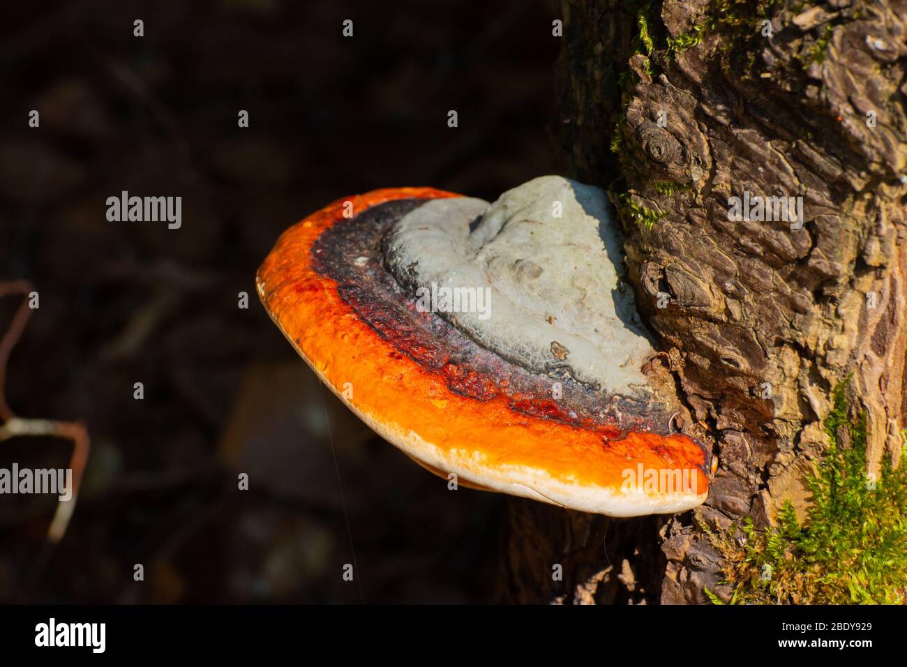 Rotgürtelkonk oder Rotblechpilz, wachsen an einem toten Baum, Fomitopsis pinicola Stockfoto