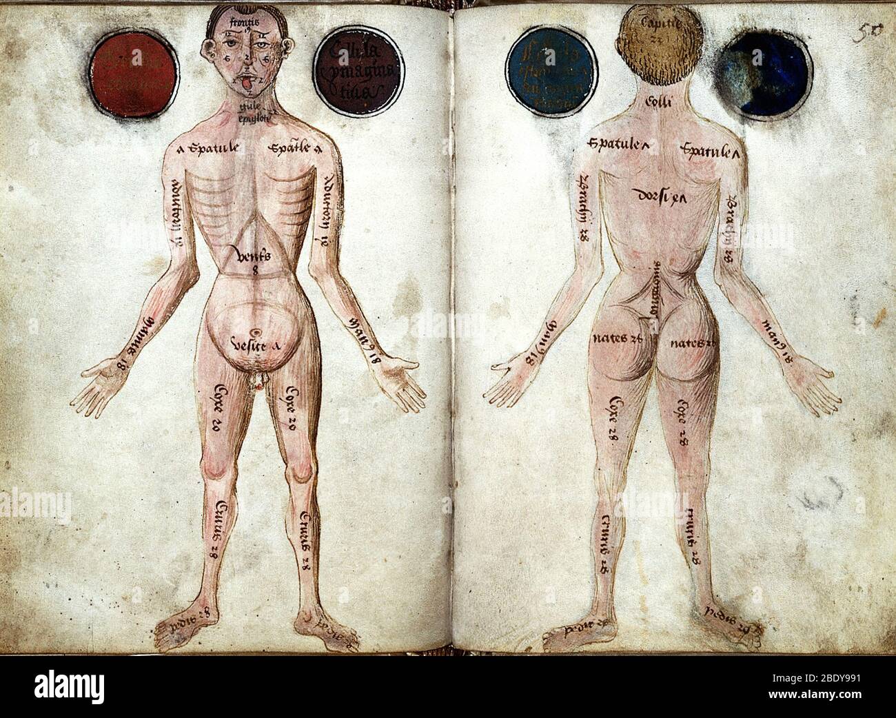 Muscle man, Hirnventrikel, 15. Jahrhundert Stockfoto