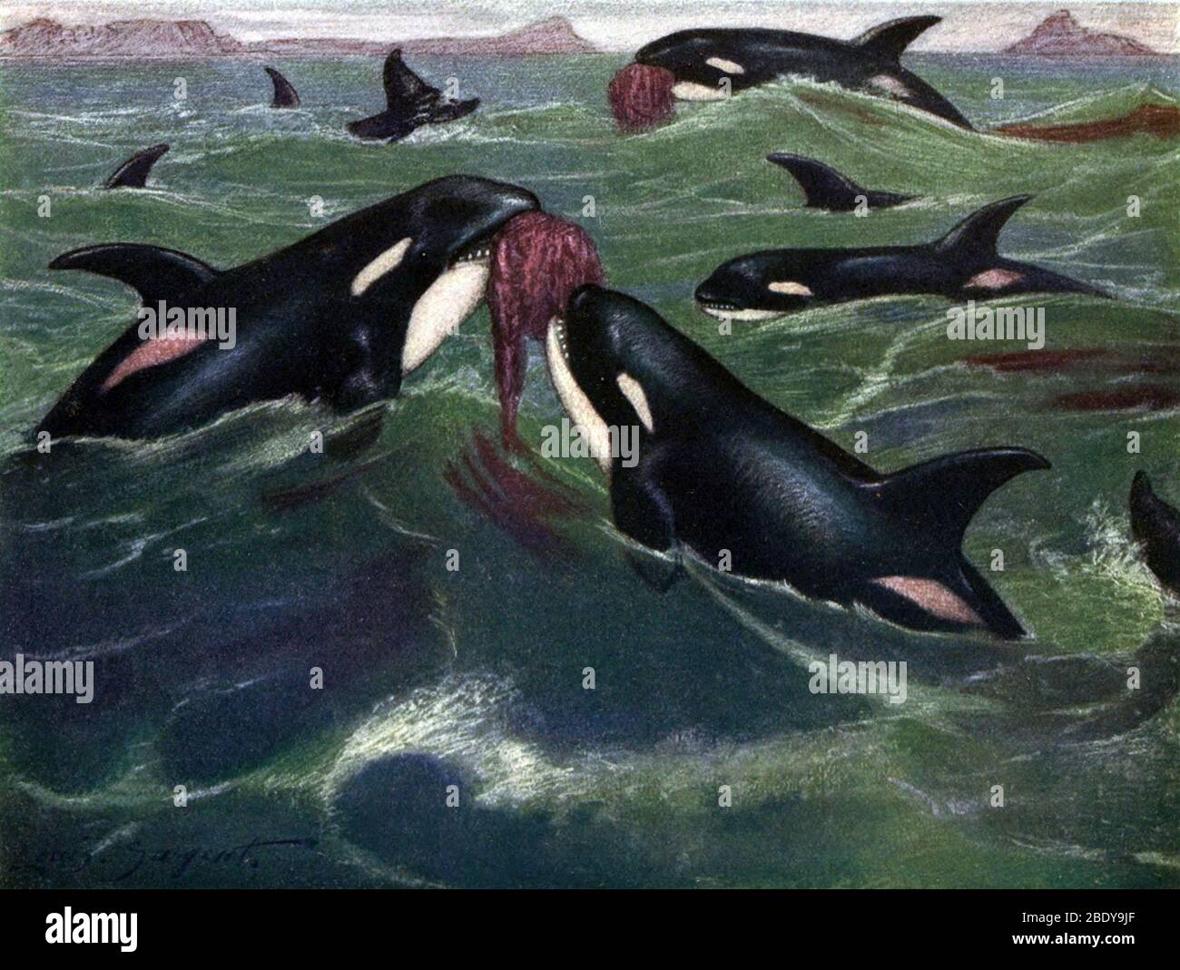 Orcas AKA Killer Whales, 20. Jahrhundert Stockfoto