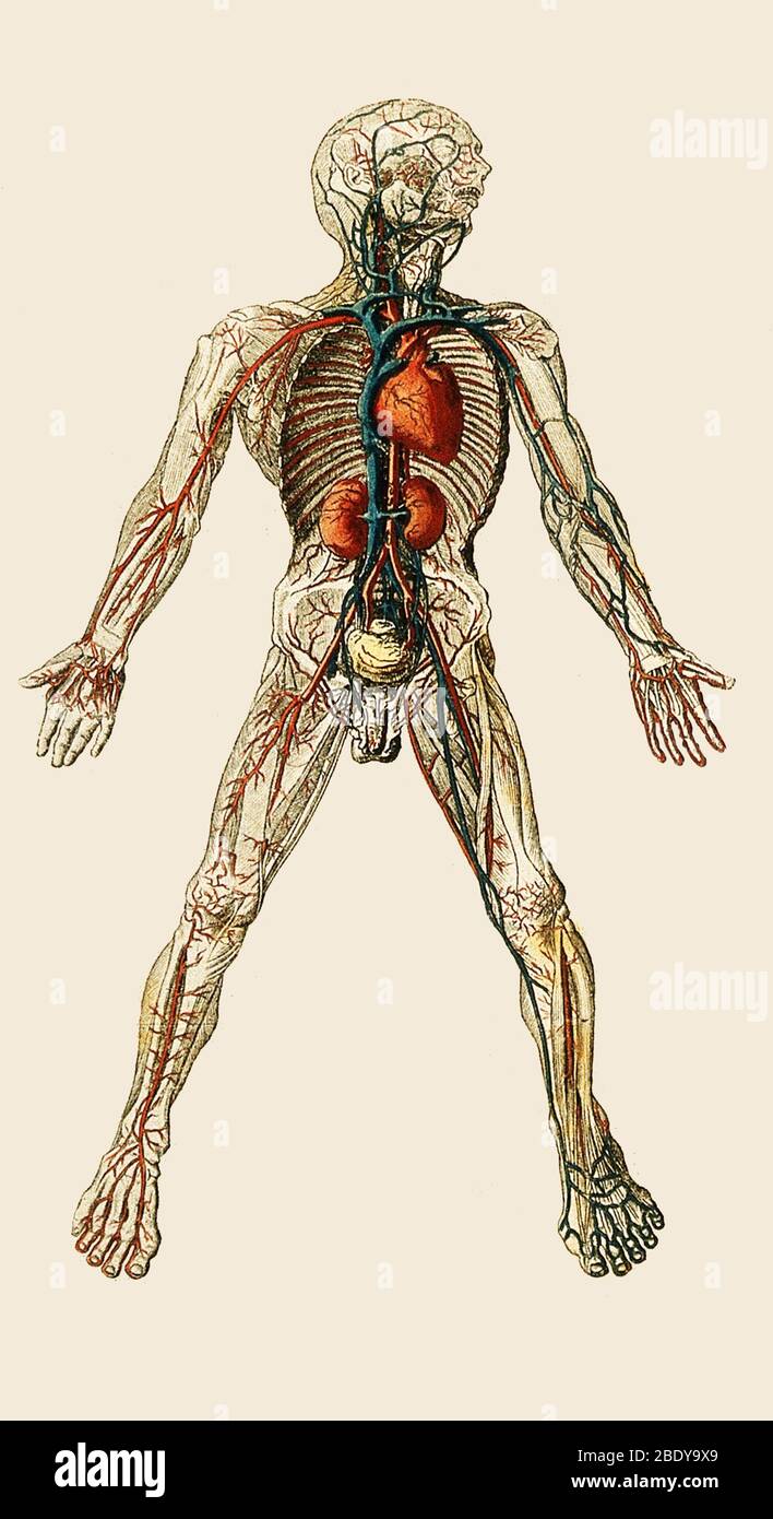 Blutgefäße des Menschen, 19. Jahrhundert Stockfoto