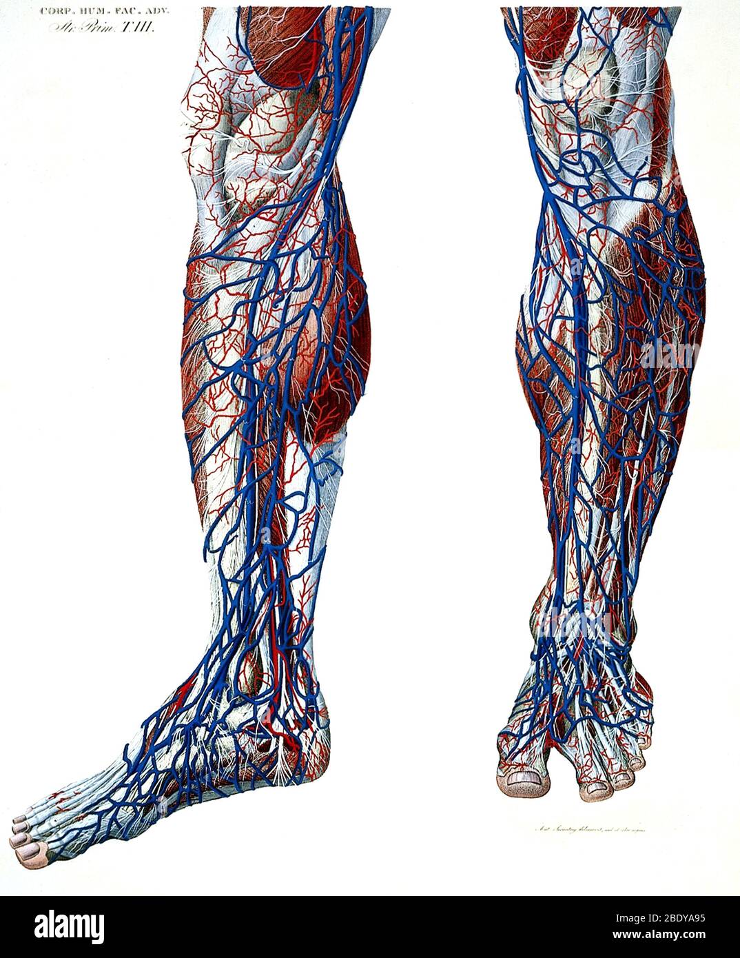 Blutgefäße Des Beines, Anatomisches Bild Stockfoto