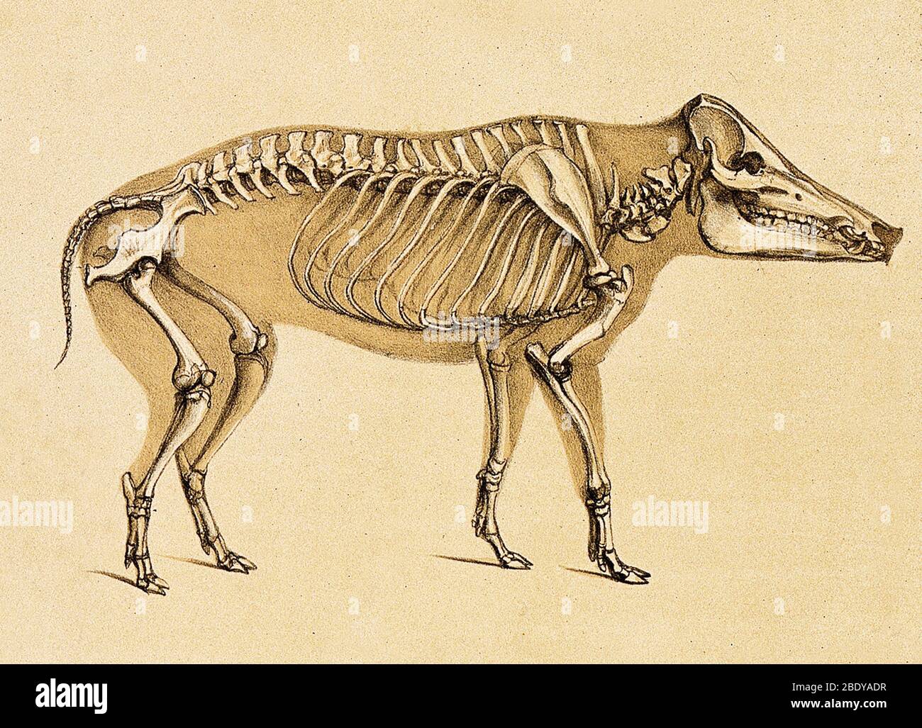 Schwein anatomie skelett -Fotos und -Bildmaterial in hoher Auflösung – Alamy