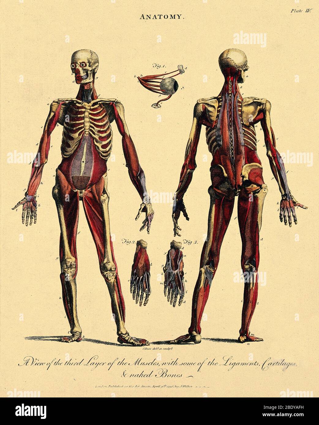 Muskeln, Bänder und Knochen, Illustration Stockfoto