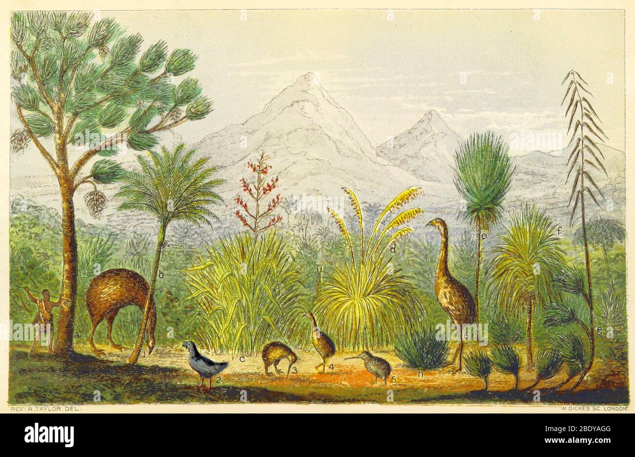 Neuseeland Kiwi, Takahe, Ausgestorbener Moa, 1870 Stockfoto