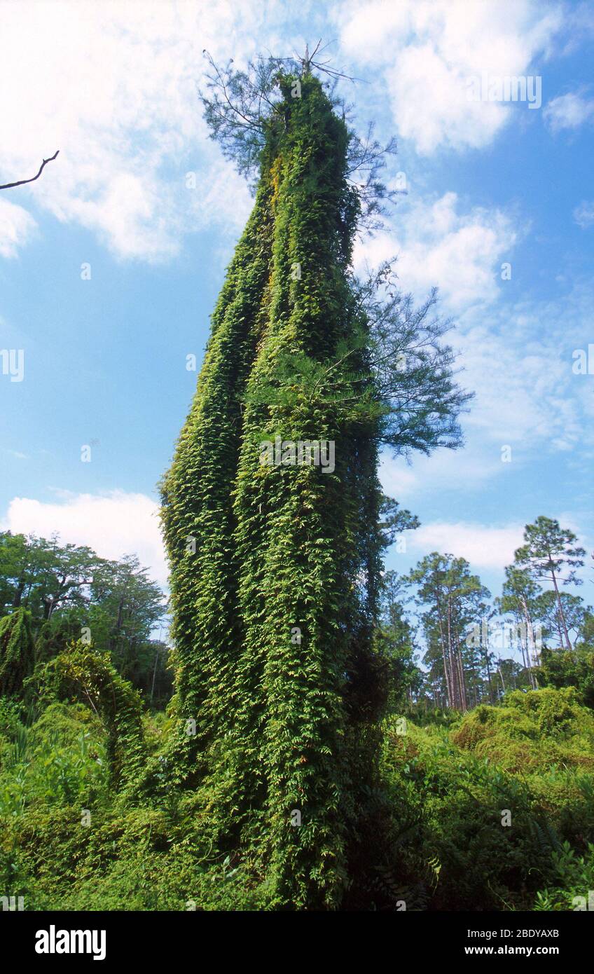 Zypresse von Climbing Fern, Florida verschluckt Stockfoto