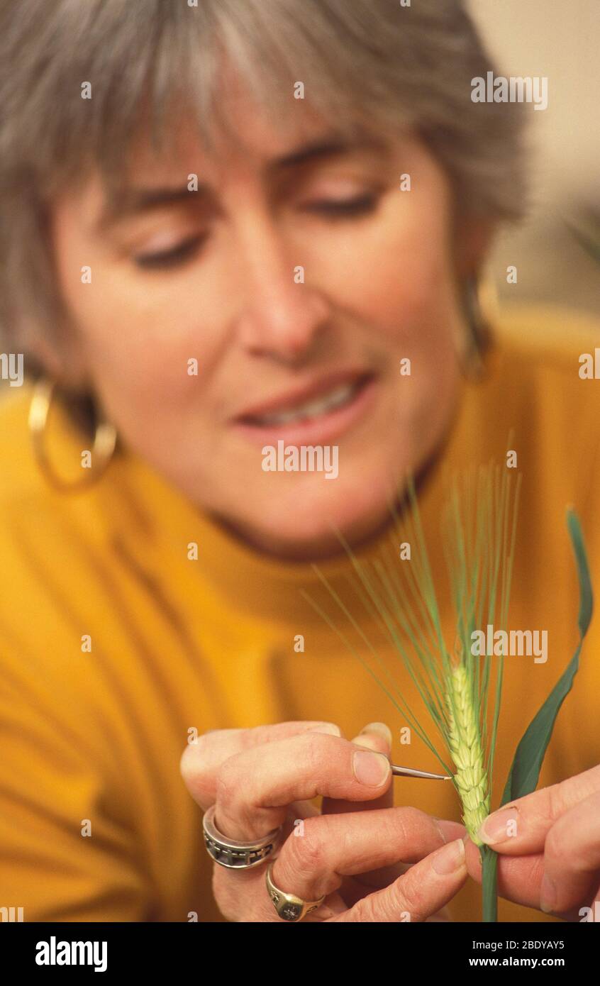 Blattlausfestigkeit Gerste Stockfoto