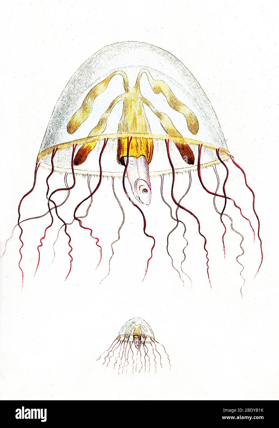 Marine Mollusk, Der Fische Preisgibt Stockfoto