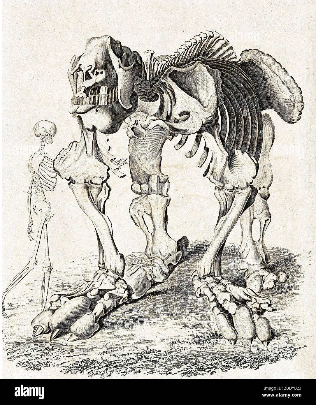 Megatherium und menschliche Skelette, 1822 Stockfoto