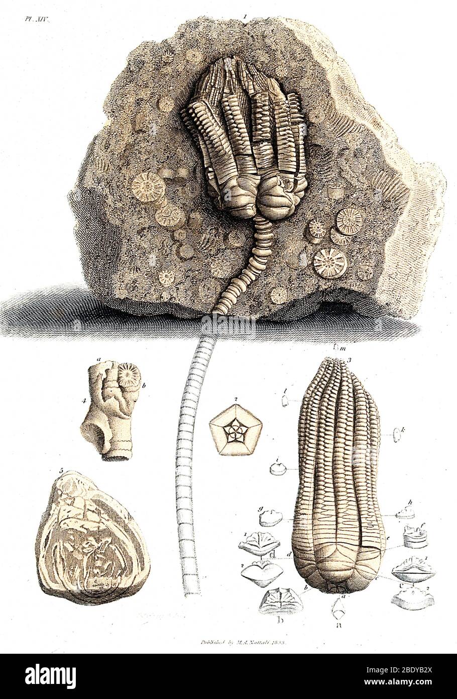 Fossilreste in Stein, 1833 Stockfoto