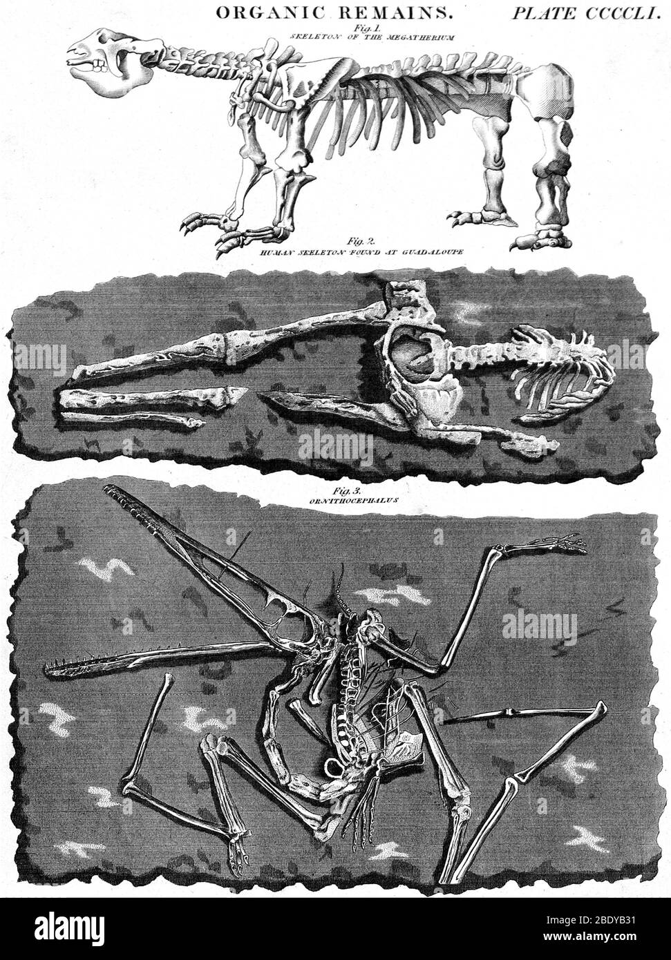 Megatherium, Human und Bird Skelette, 1800er Stockfoto