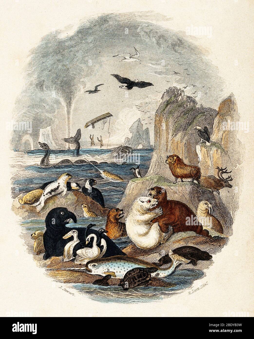 Tiere auf der Meeresfelsen-Wand, Goldsmith, 1774 Stockfoto