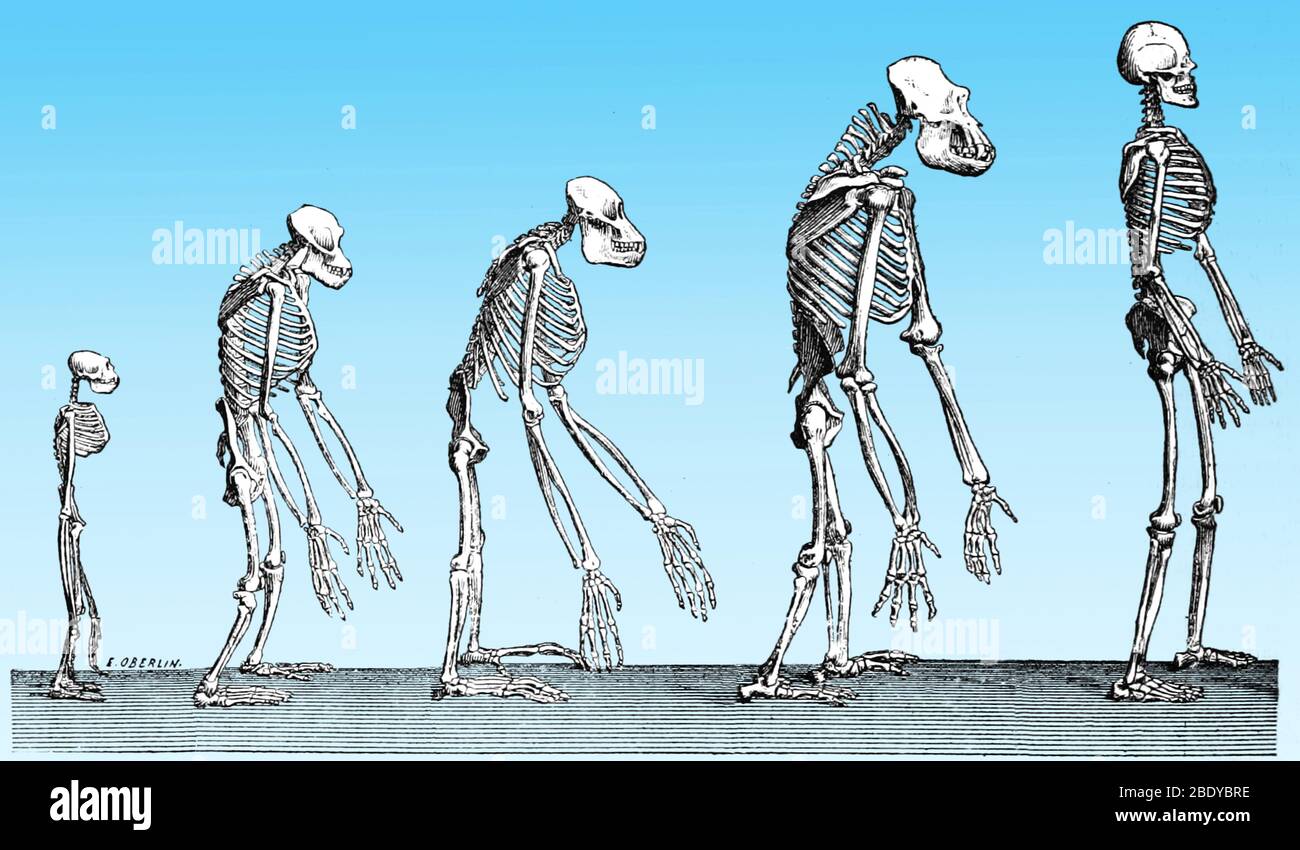 Menschliche Evolution, 1883 Stockfoto