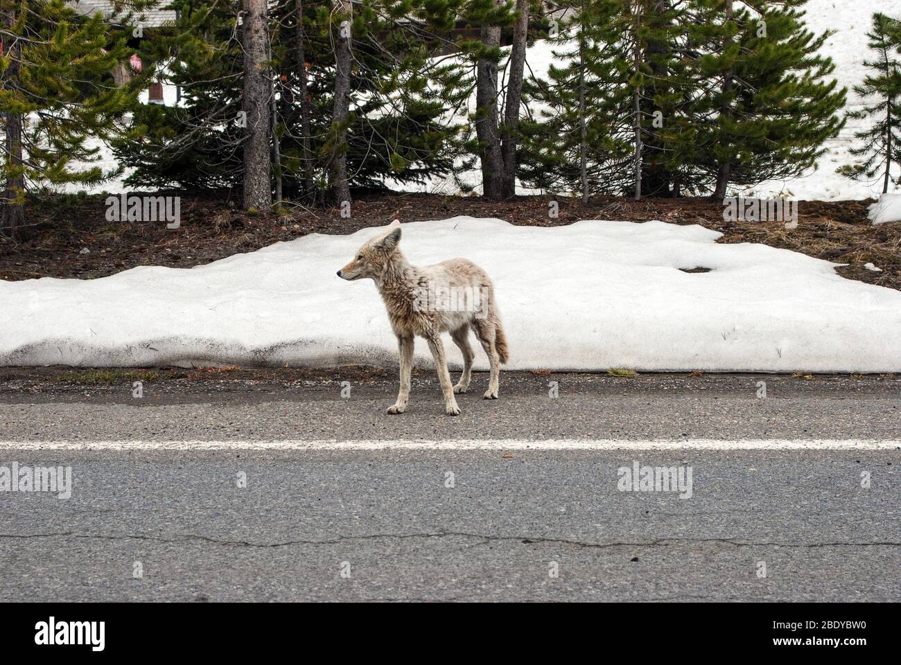 Junger weißer Kojote auf der Straße im Yellowstone National Park Stockfoto