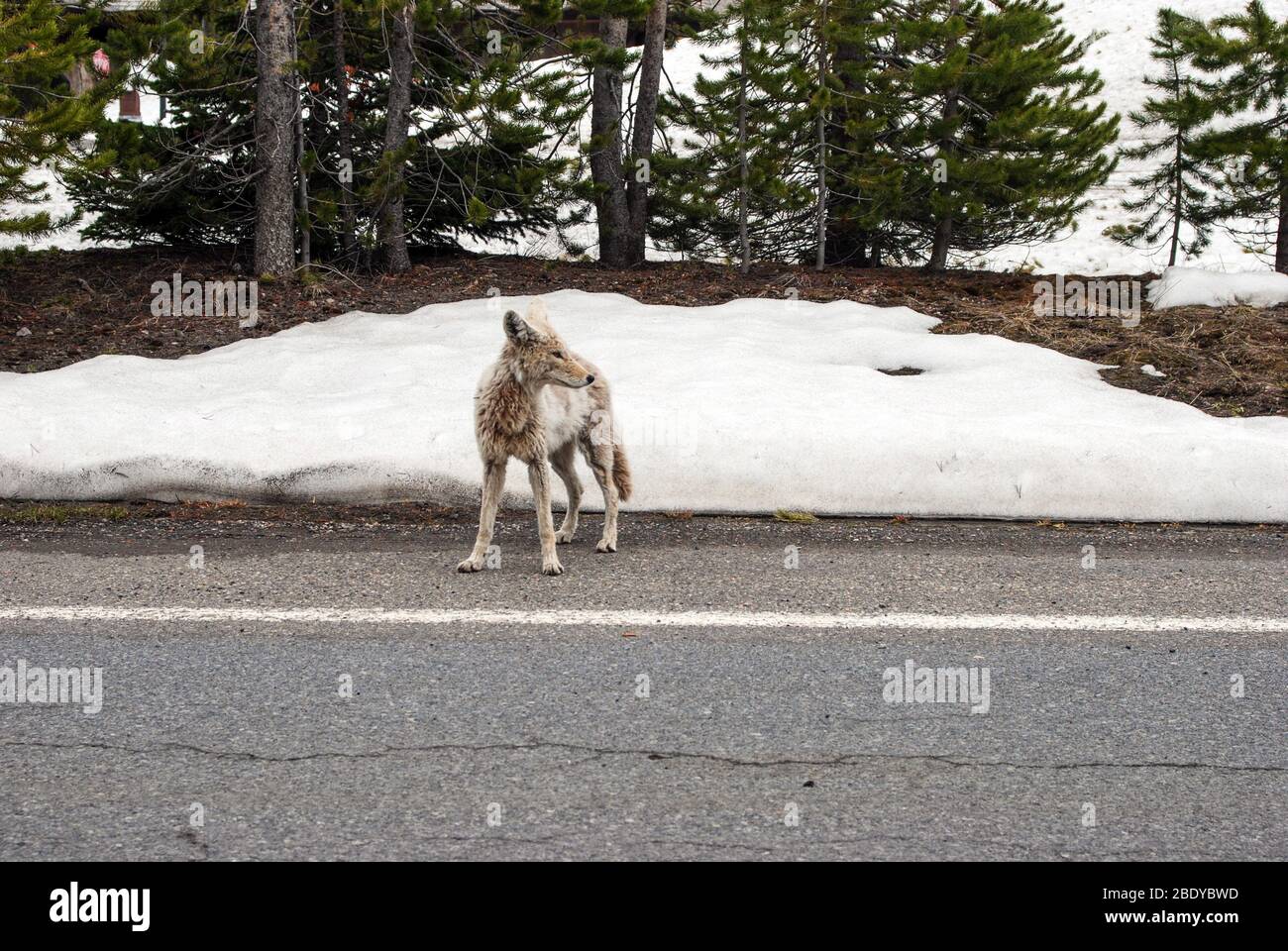 Junger weißer Kojote auf der Straße im Yellowstone National Park Stockfoto