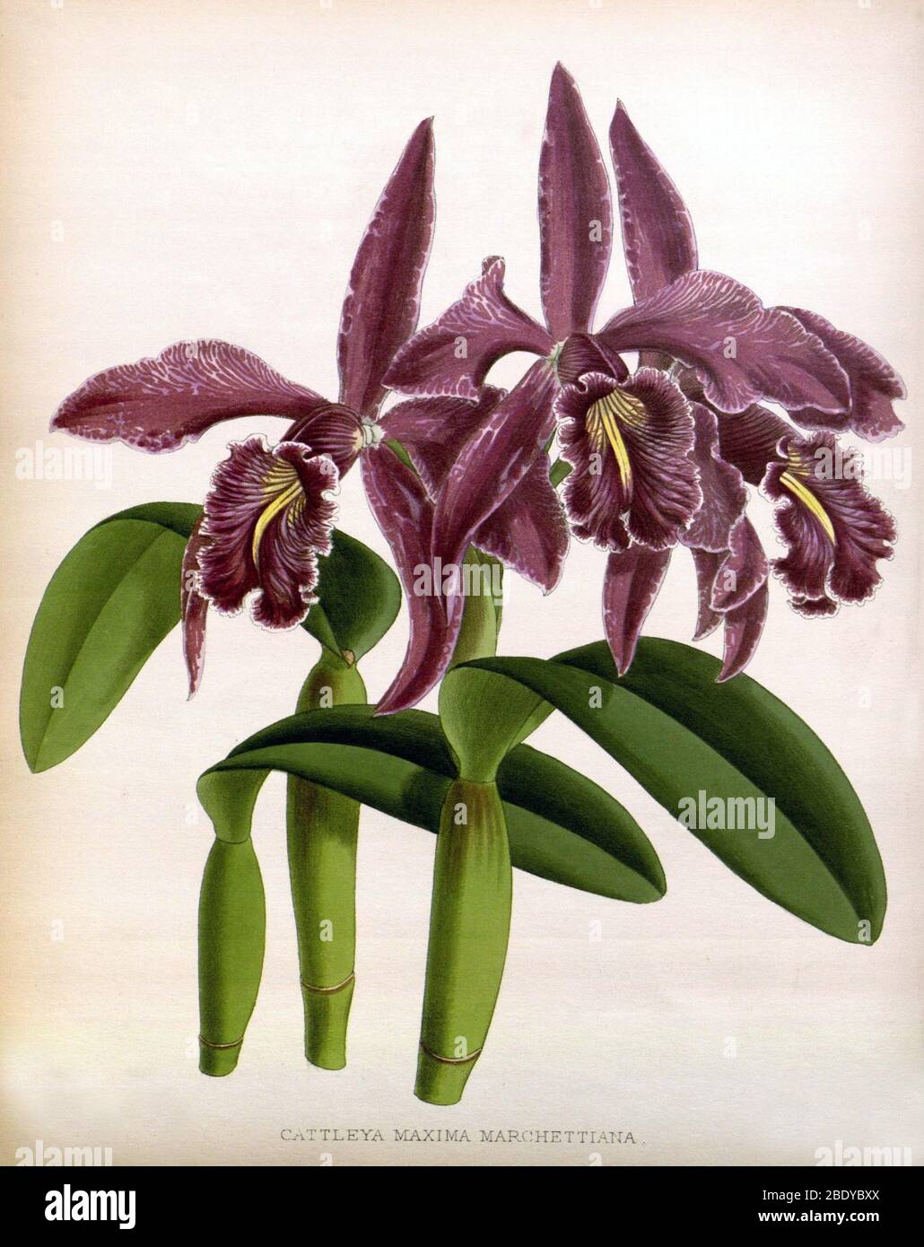 Orchidee, C. maxima marchettiana, 1891 Stockfoto