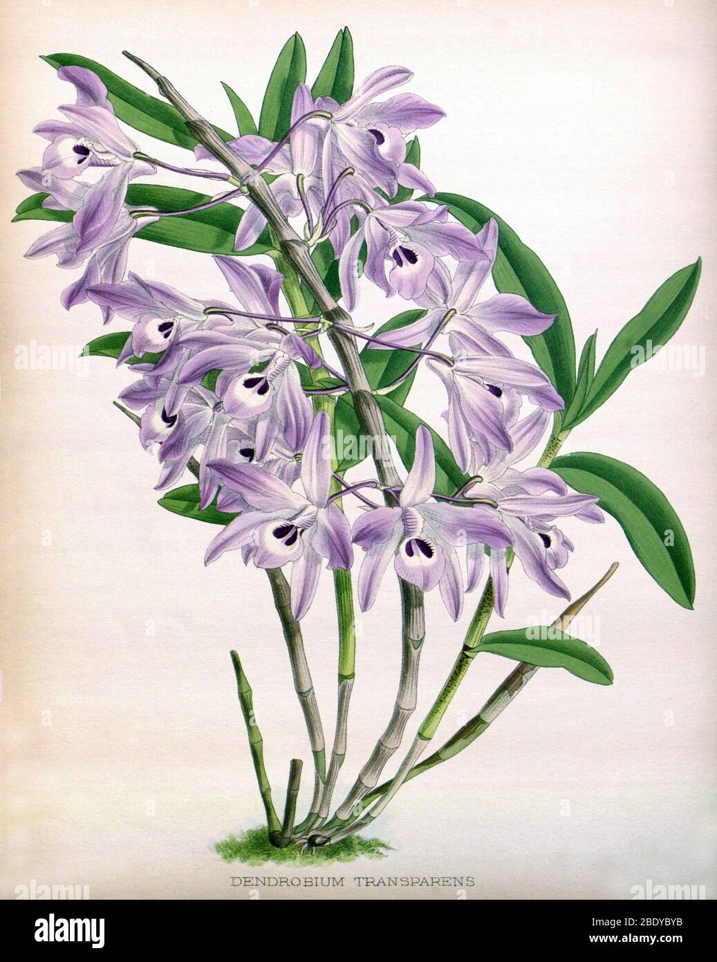 Orchidee, Dendrobium transparens, 1891 Stockfoto