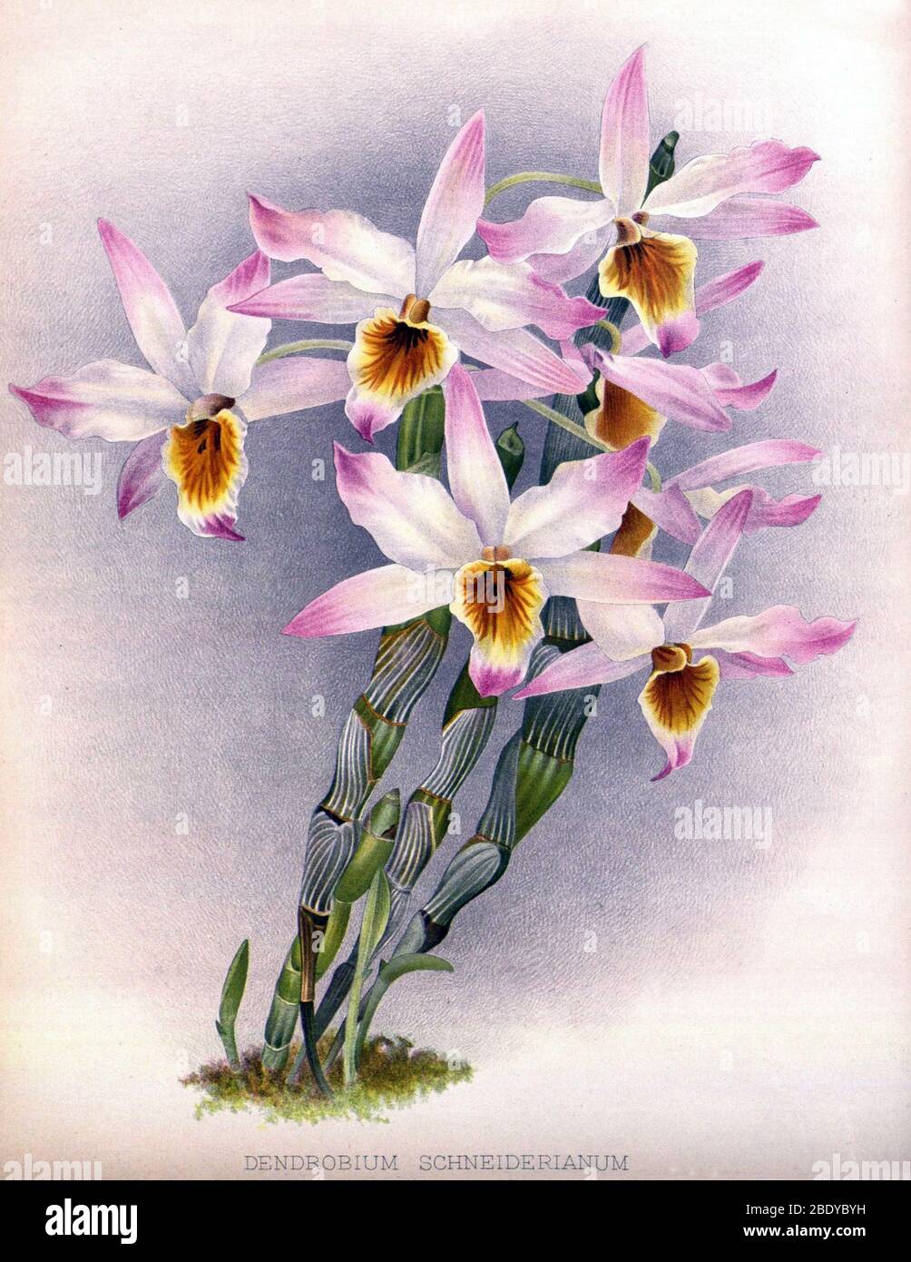 Orchidee, Dendrobium Schneiderianum, 1891 Stockfoto