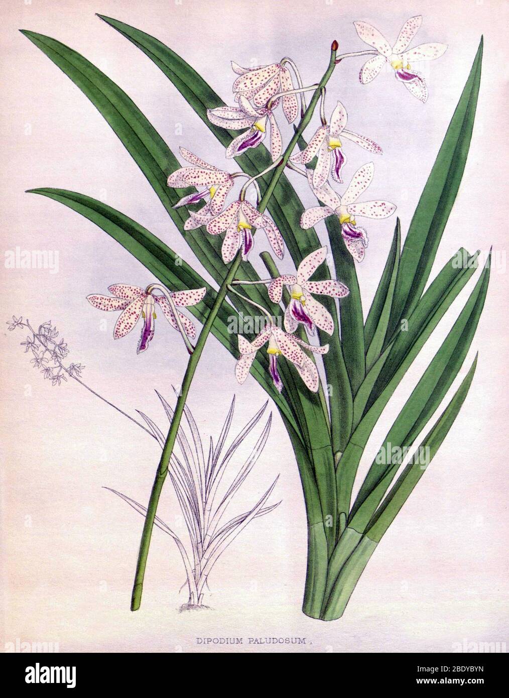 Orchidee, Dipodium paludosum, 1891 Stockfoto
