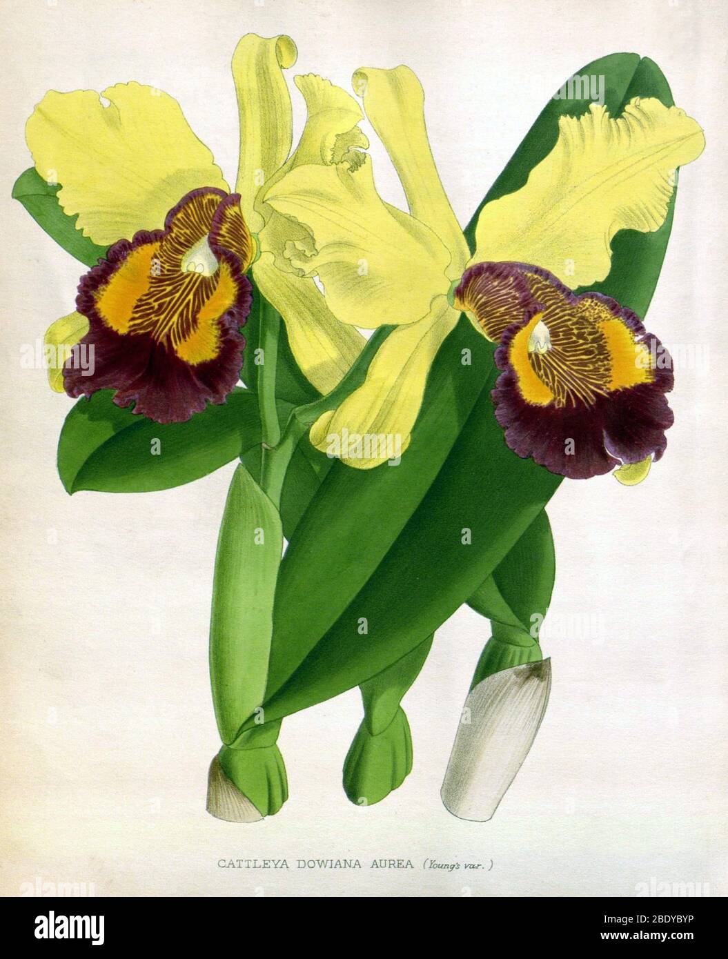 Orchidee, Cattleya dowiana Aura, 1891 Stockfoto