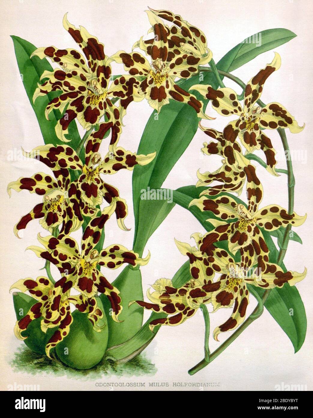 Orchidee, O. mulus holfordianum, 1891 Stockfoto