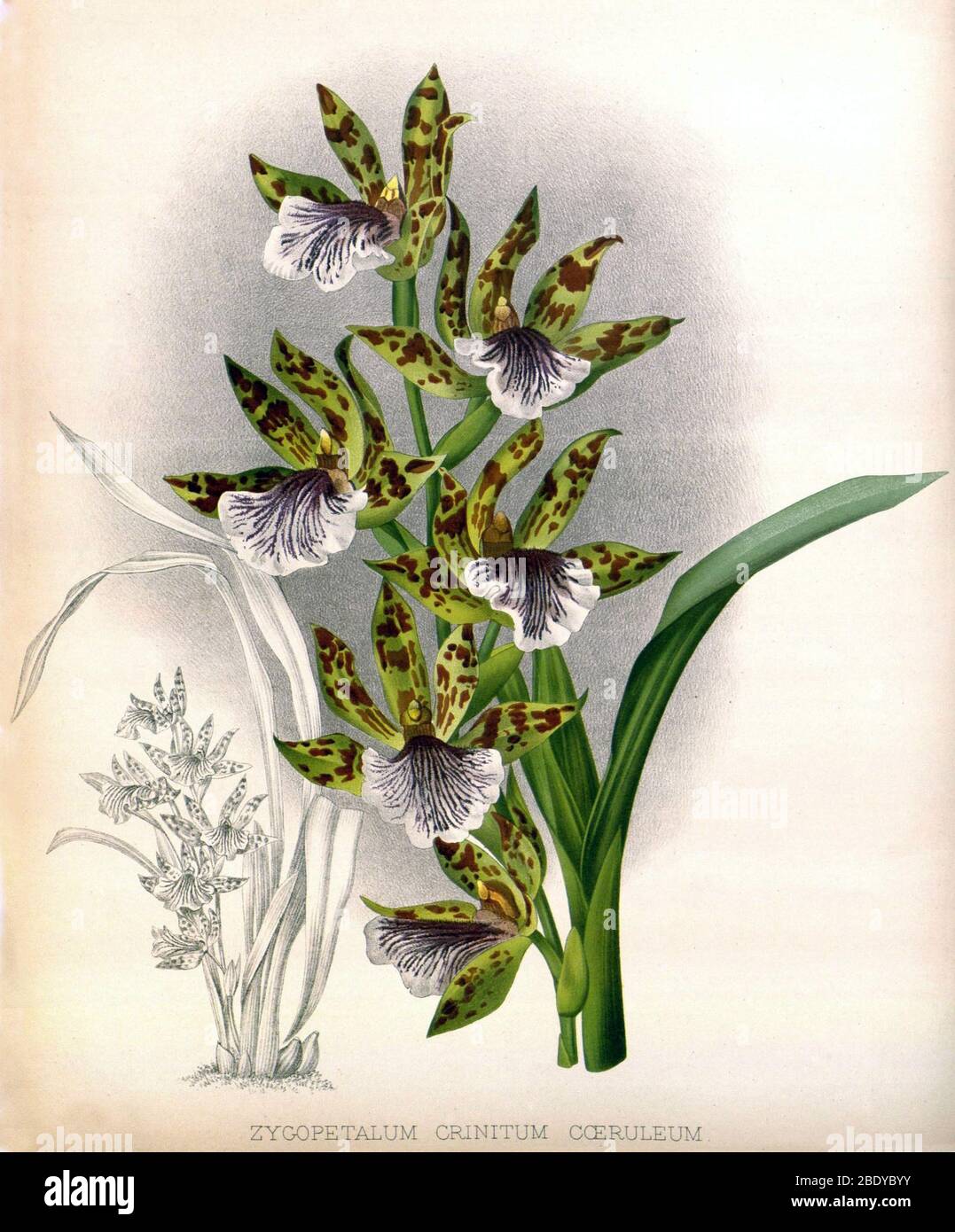 Orchidee, z. crinitum coeruleum, 1891 Stockfoto