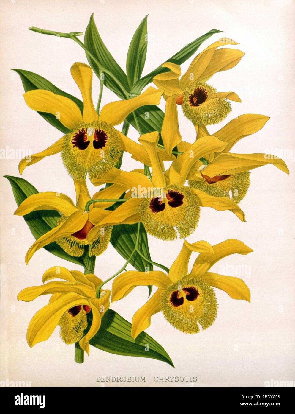 Orchidee, Dendrobium chrysotis, 1891 Stockfoto