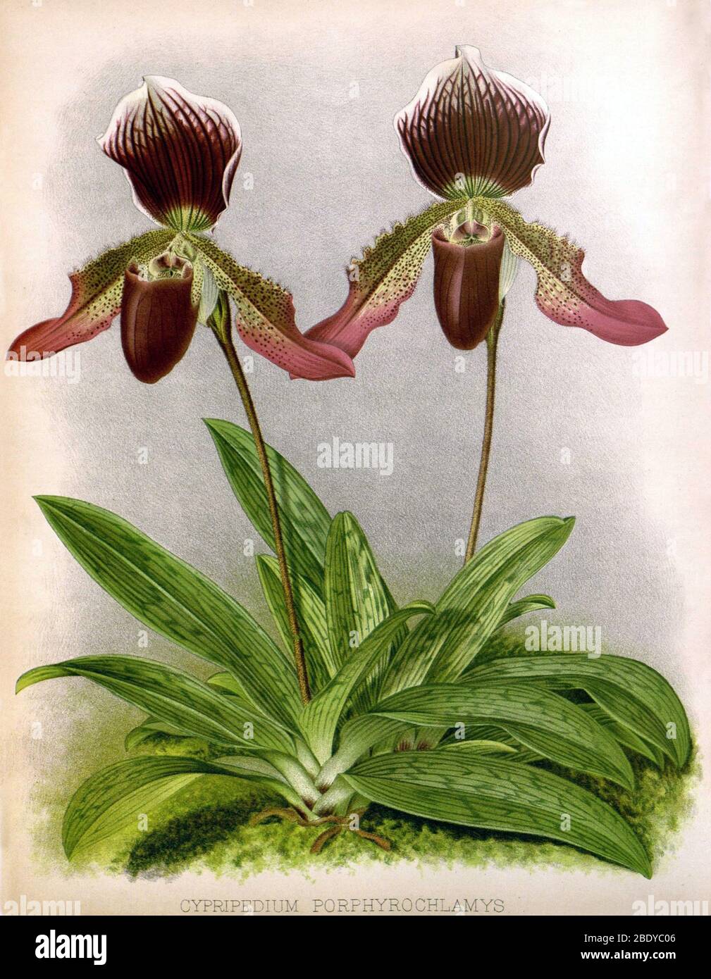 Orchidee, Cypripedium porphyrochlamys, 1891 Stockfoto
