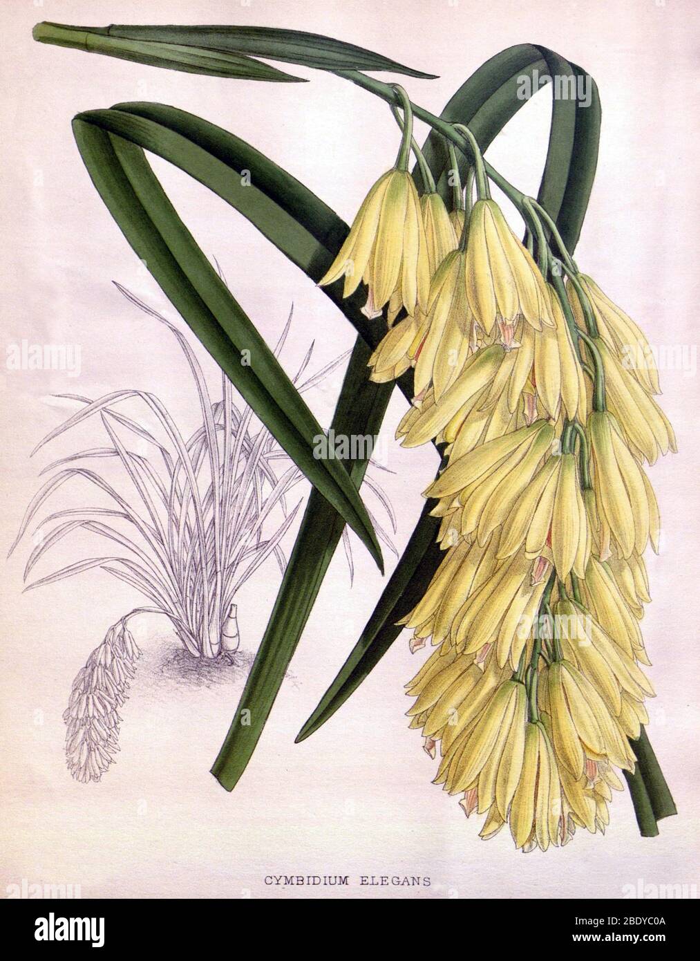 Orchidee, Cymbidium elegans, 1891 Stockfoto