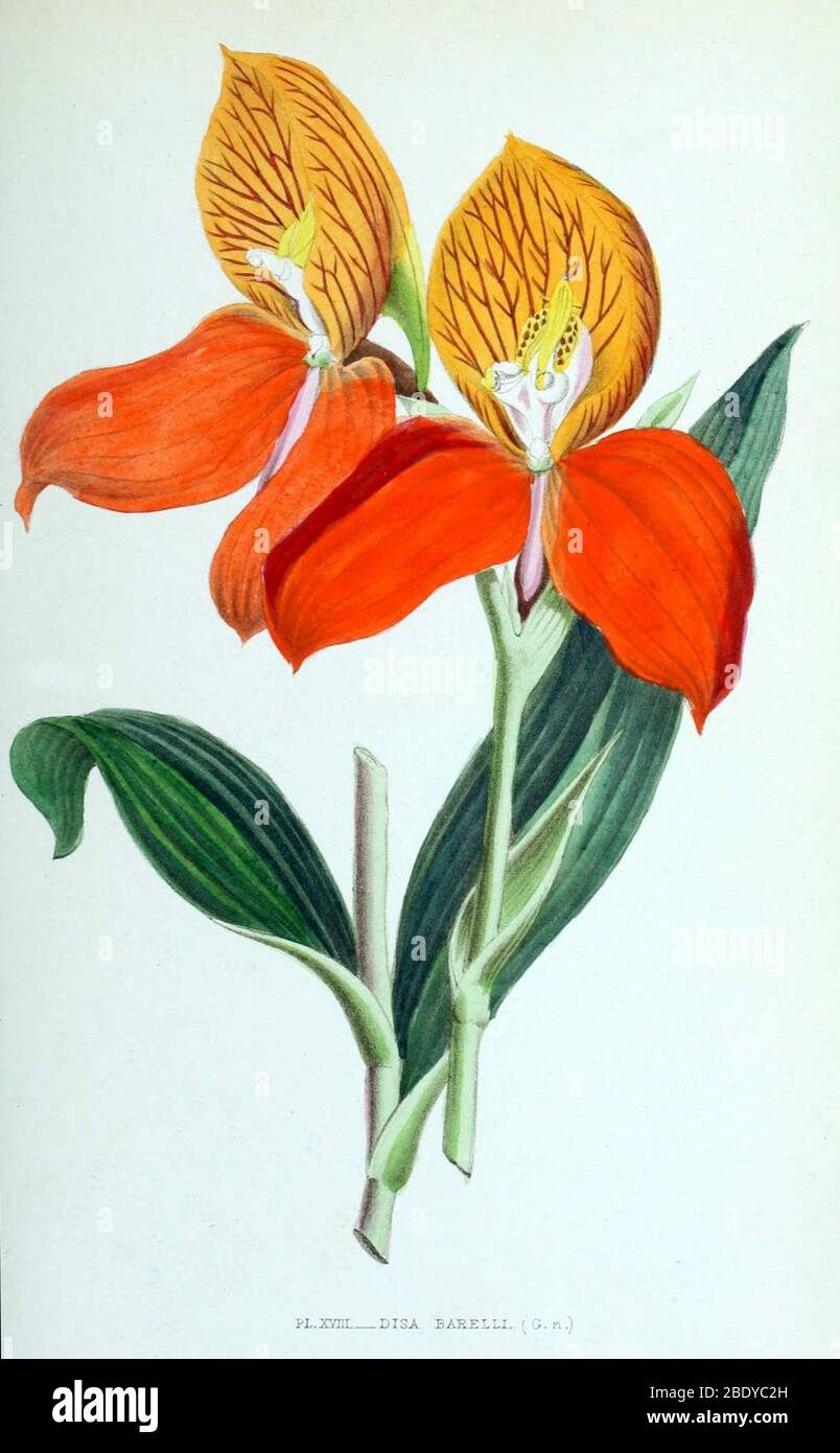 Orchidee, Disa barelli, 1880 Stockfoto