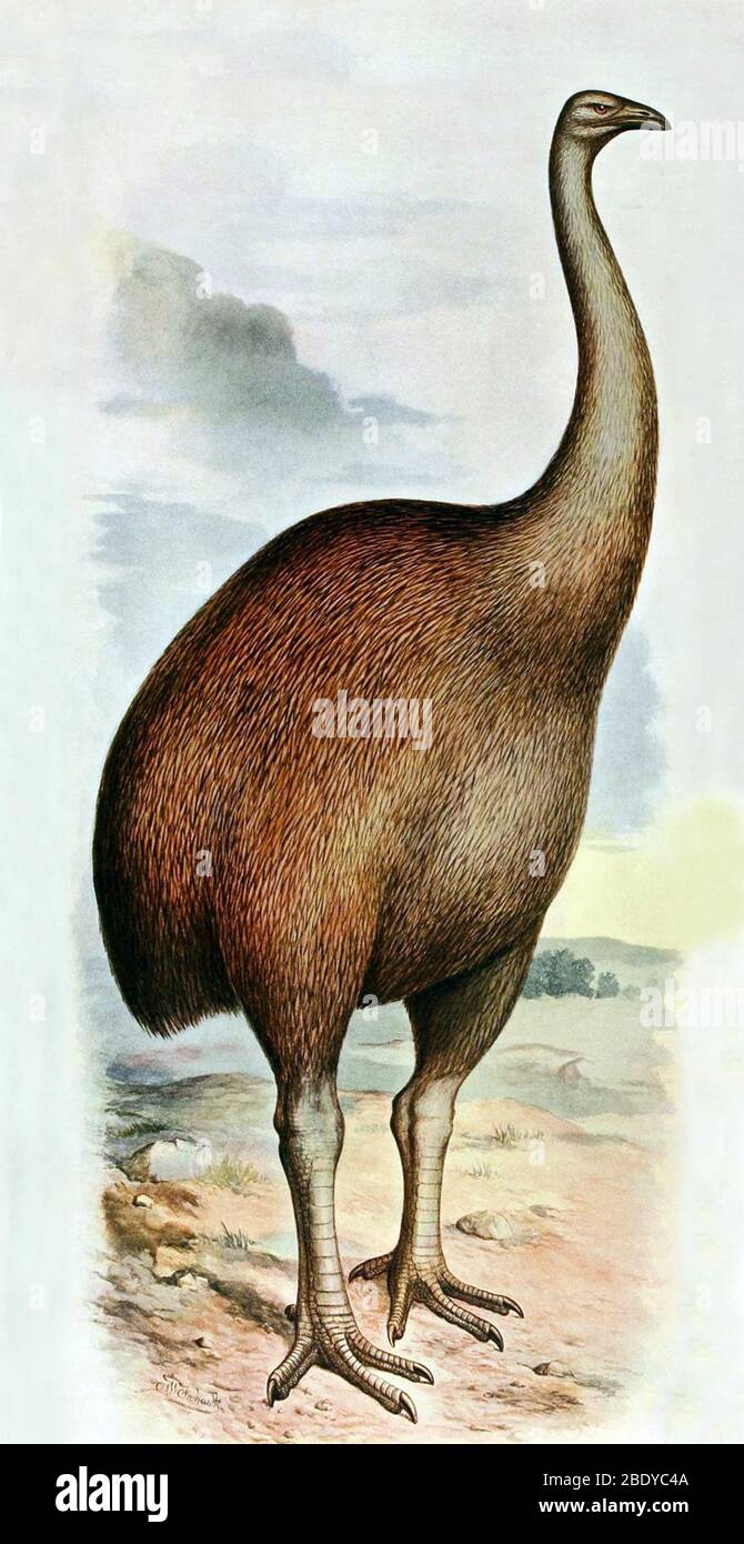 Riesenmoa (Dinornis ingens), Cenozoic Bird Stockfoto