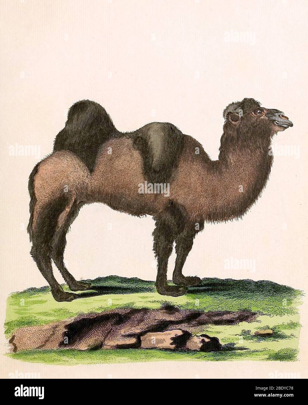 Baktrian Kamel, Bedrohte Arten Stockfoto