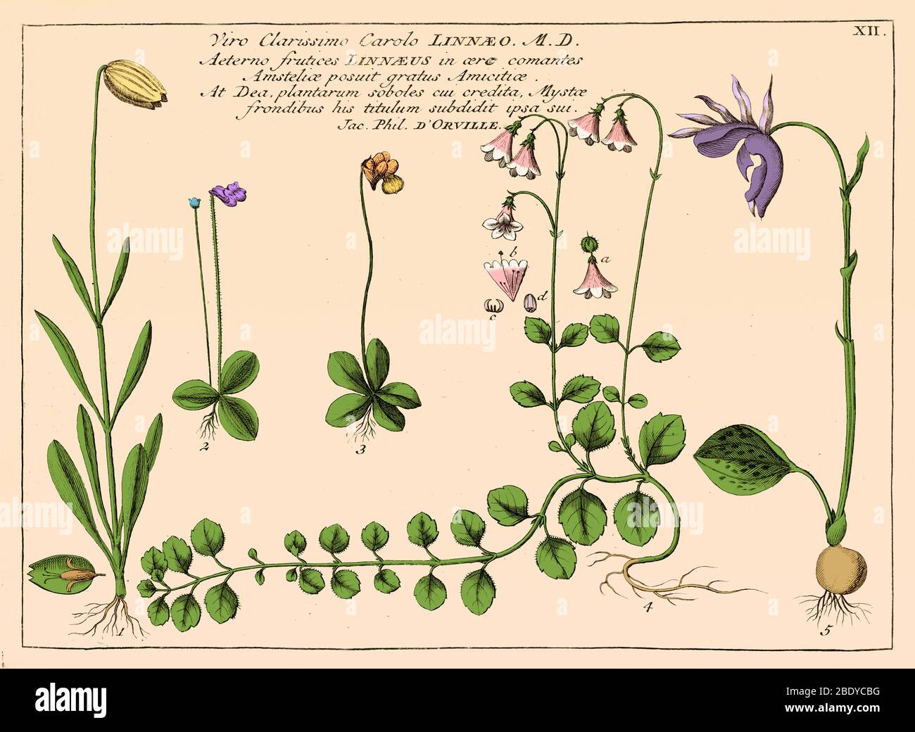 Linnaea Borealis, von Carl von Linné Lieblingsblume Stockfoto